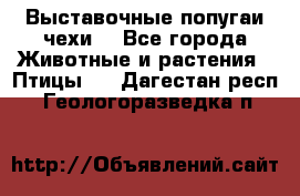 Выставочные попугаи чехи  - Все города Животные и растения » Птицы   . Дагестан респ.,Геологоразведка п.